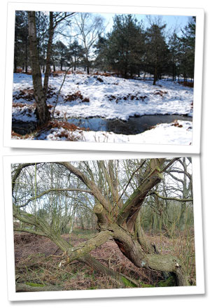 Skipwith Common Covered in Snow and in Summer